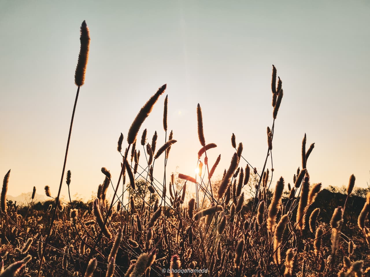 Nature 1