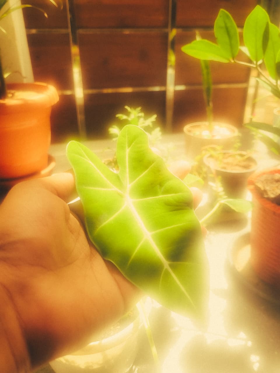 Plants